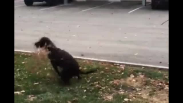 Dog funny short video ll #shorts