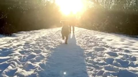 Dog Video | Dog Lover