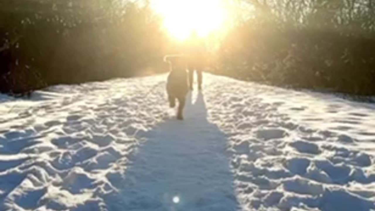 Dog Video | Dog Lover