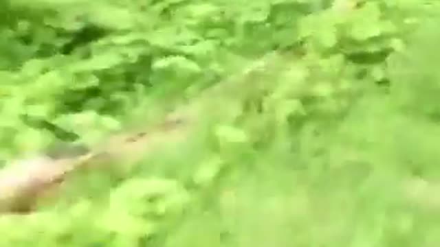 Being chased by a tiger on a motorcycle