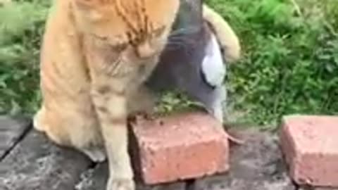 Funny cats and dogs