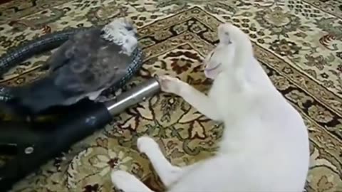 Animal Friendships Unbelievable