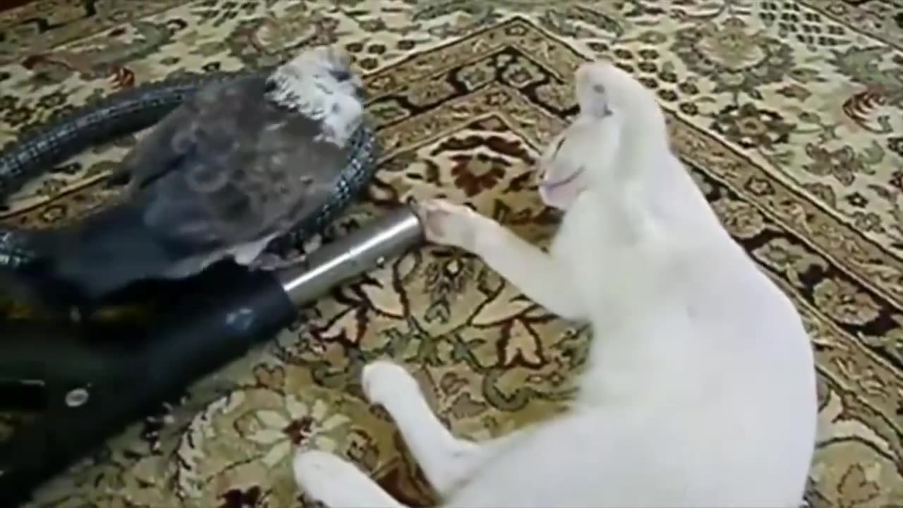 Animal Friendships Unbelievable