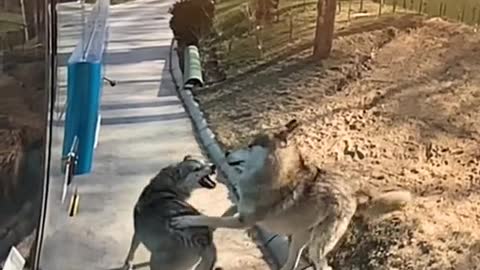 Wolf couples