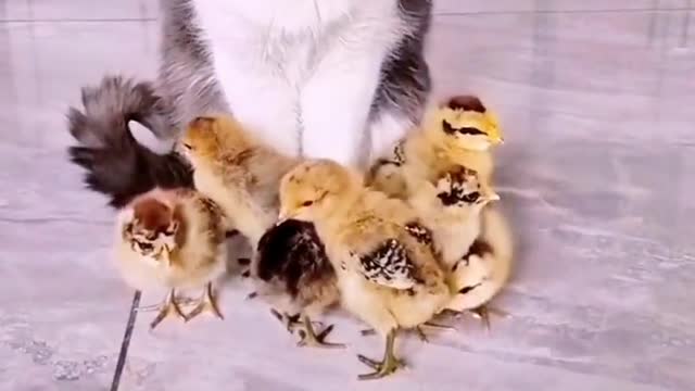 crazy funny animal behavior