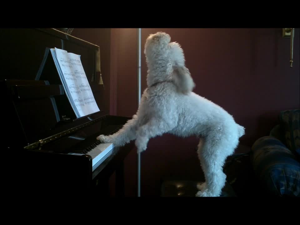 dog plays piano and sings - dog playing piano and singing