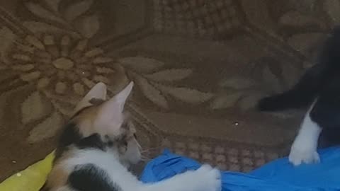Cats 🐈 lover
