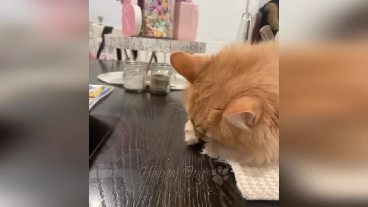 Funny animal compilation part 2