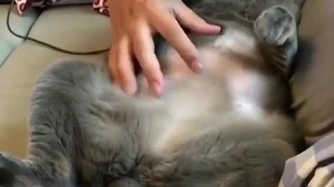 A lying cat.