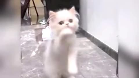 Baby Cat Cute funny vedio