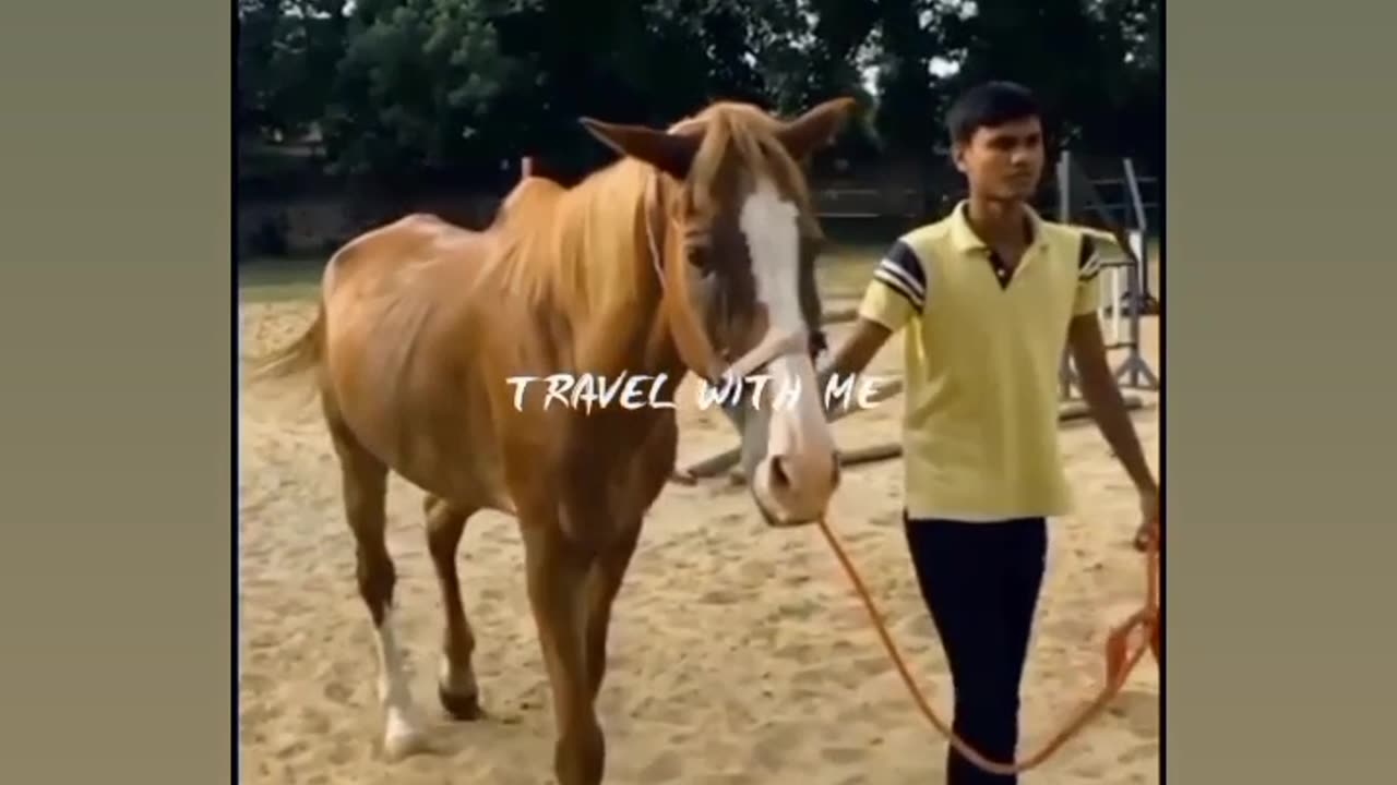 After horse riding...horse ready for grooming