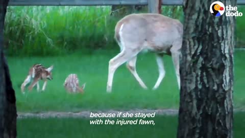 Injured Fawn Deer In Rocky Mountains Gets Adopted | The Dodo Faith = Restored