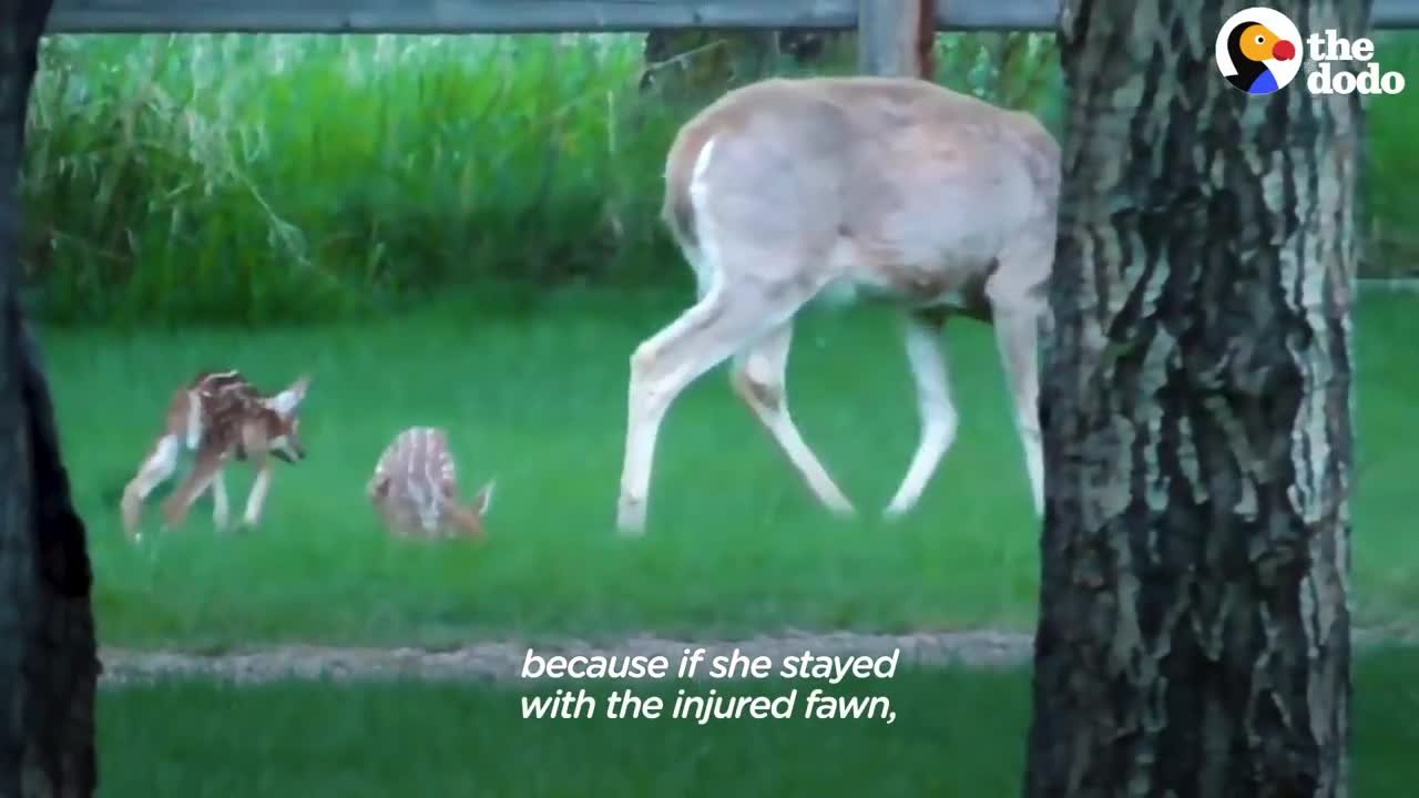 Injured Fawn Deer In Rocky Mountains Gets Adopted | The Dodo Faith = Restored