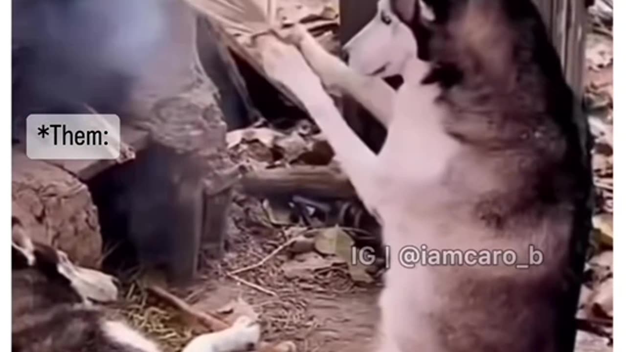 Dogs also do cook you know!