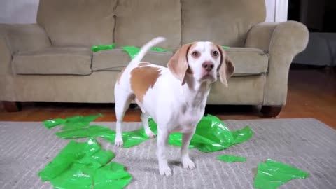 Dog Pranked with Alien Funny Dog Maymo
