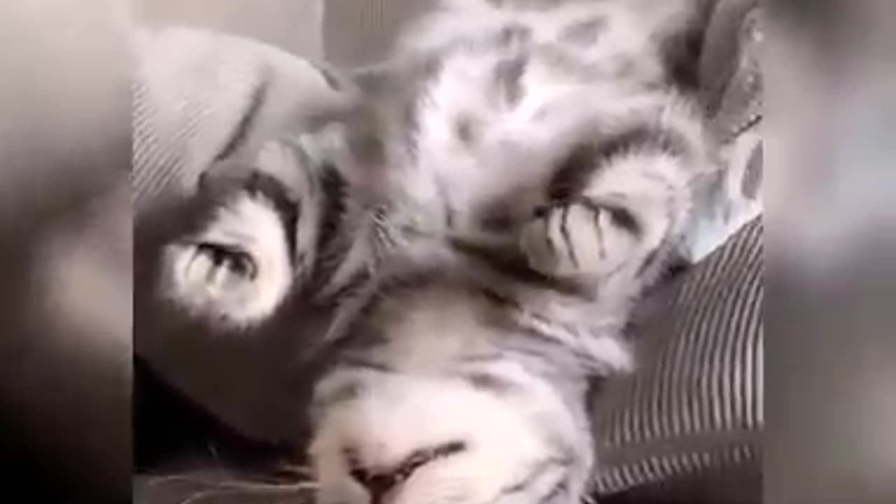 Cute & Funny Cat Videos Compilation | Cat Videos