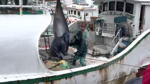 A boat loaded with huge numbers of bluefin tuna