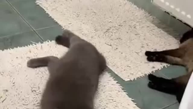 Baby Cats Cute and Funny Baby Cat Videos Animal video