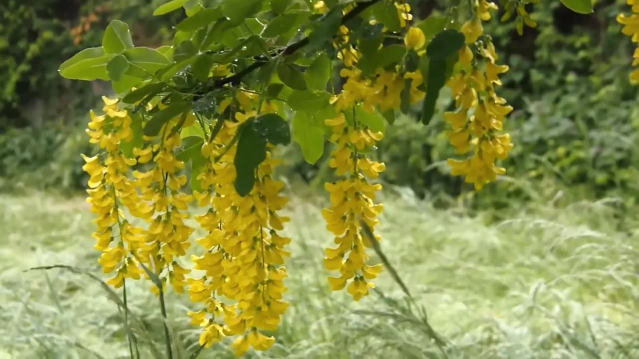 Laburnum Anagyroides Tree, Hardy Flowering Golden Chain Tree