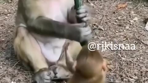 rj kisna funny monkey videos - Kaleshi kancha - dub kendra kisna @rjkisnaa @kisna.red