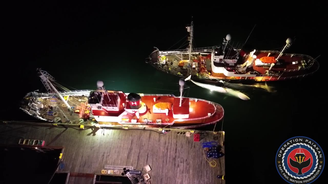 Iceland - Harpooned fin whales No. 18 and 19