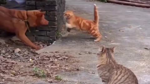 Cute animals