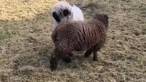 Cute Animal Lamb.
