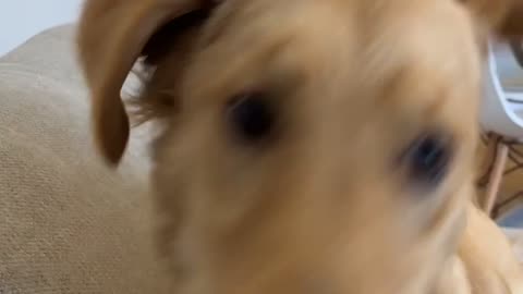 Goofy Golden Retriever Collides With Couch