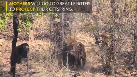 Mother Bear Fights Tig in Dramatic Video - Nat Geo Wild_Cut