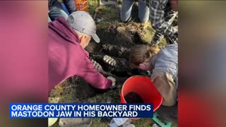 Prehistoric mastodon jaw, other bone fragments unearthed in New York backyard