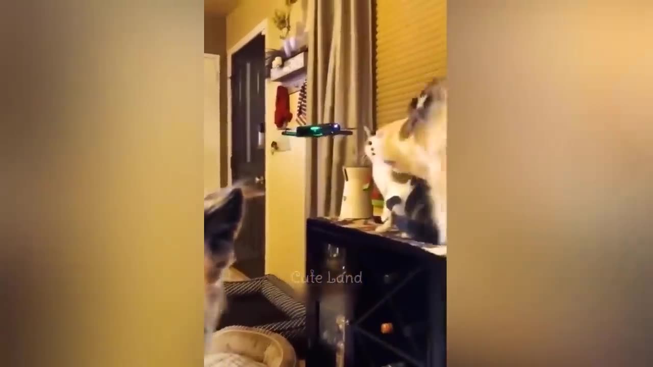 Funniest video.