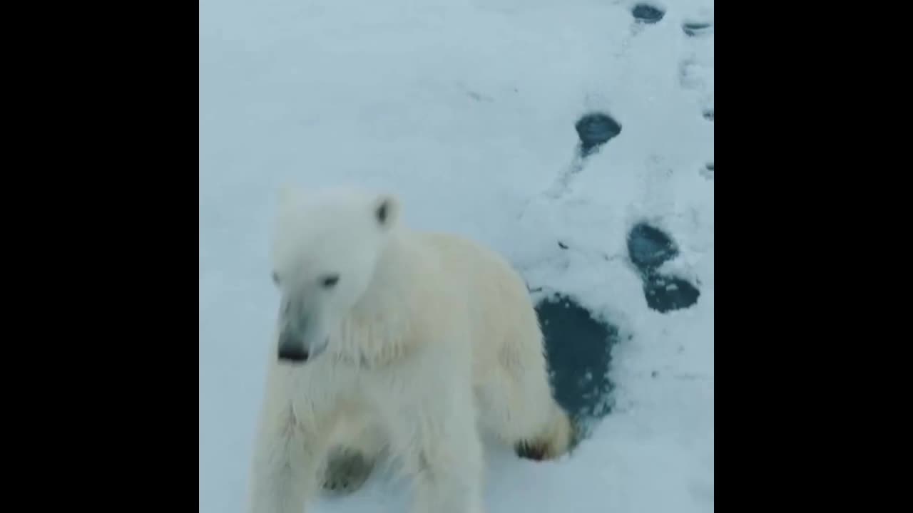 Come here human 🤣😂🤣🤣