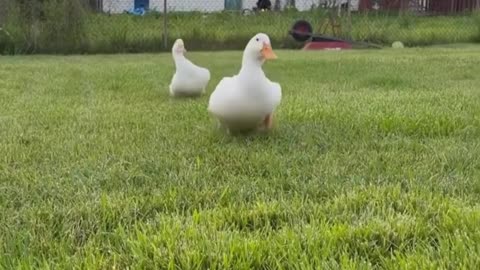 chonky boys