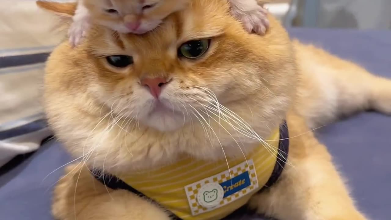 #cat