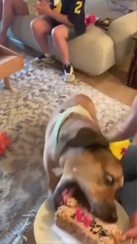 Funny Dogs, Cats and Animals Videos TRY Not to Laugh! # 52!