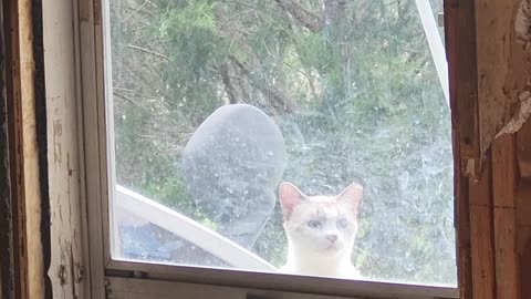 Cat Wants inside not my cat