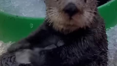 Sea otter playing with ice cubes