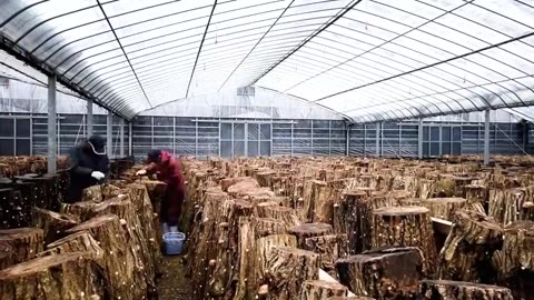 How Japanese Farming Millions of Shiitake Mushroom in Forest - Mountain Shiitake Mushroom Harvesting