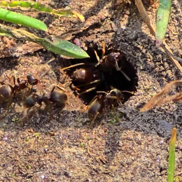 Black ants crawling into a hole on the forest floor / beautiful insects close-up / without sound.