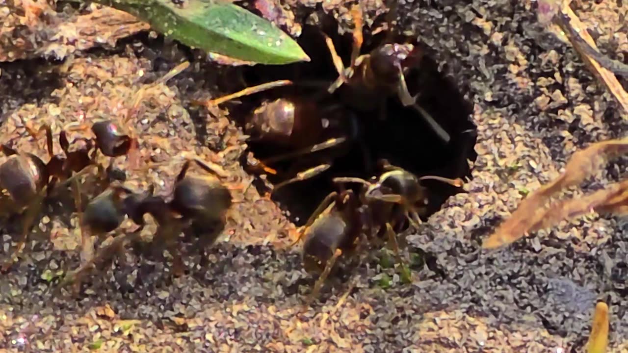 Black ants crawling into a hole on the forest floor / beautiful insects close-up / without sound.