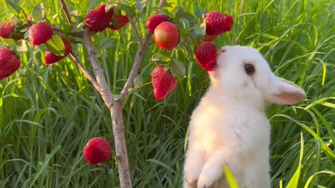 Cute rabbite eat starbarry