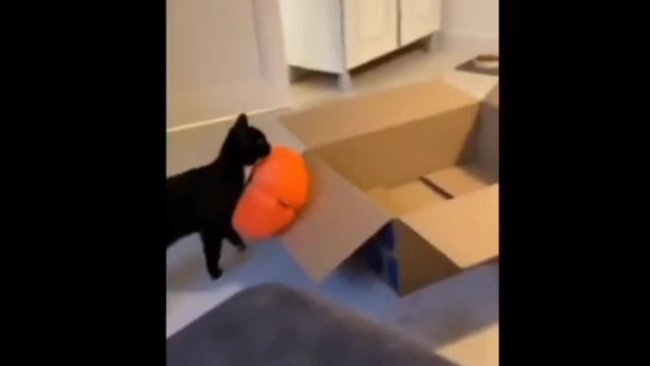 Cat and dog funny video