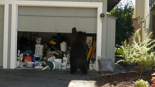 Bear Opens Garage Door