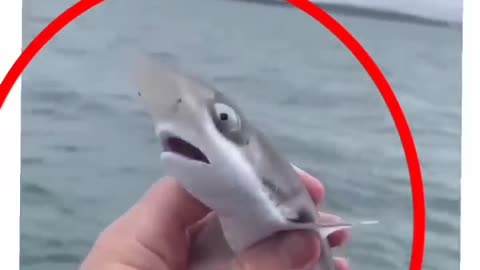SHORT VIDEO