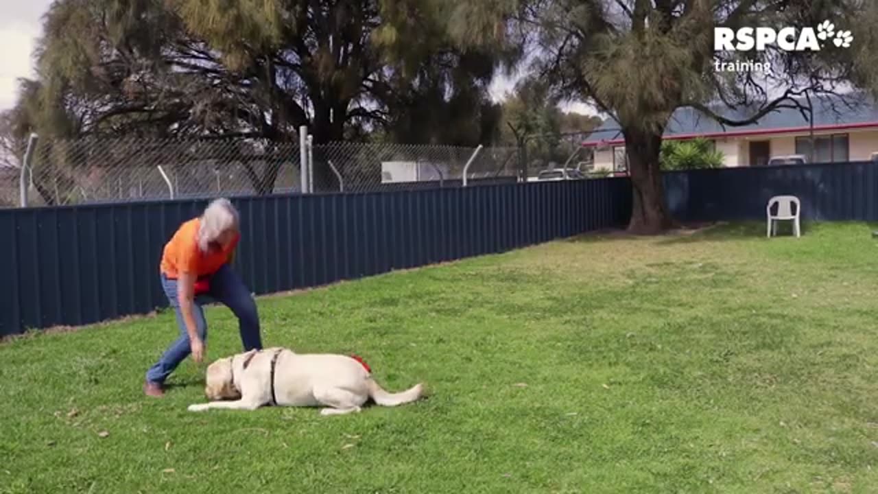 Free Dog training video