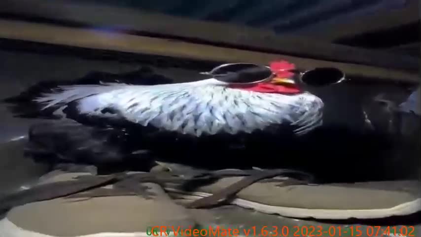 Top 5 Chicken