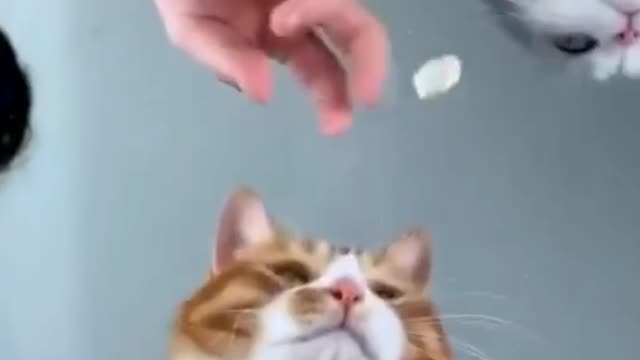 Deux châtons se disputent pour des croquettes