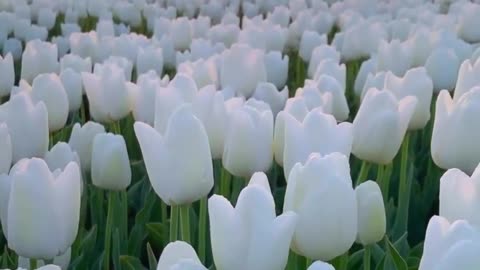 A White Tulips field in the Morning Sun ! 🌅🌷