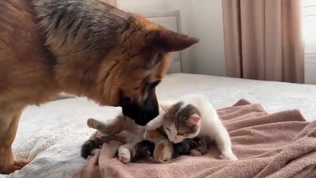 German Shepherd Meets Mom Cat with Newborn Kittens for the First Time