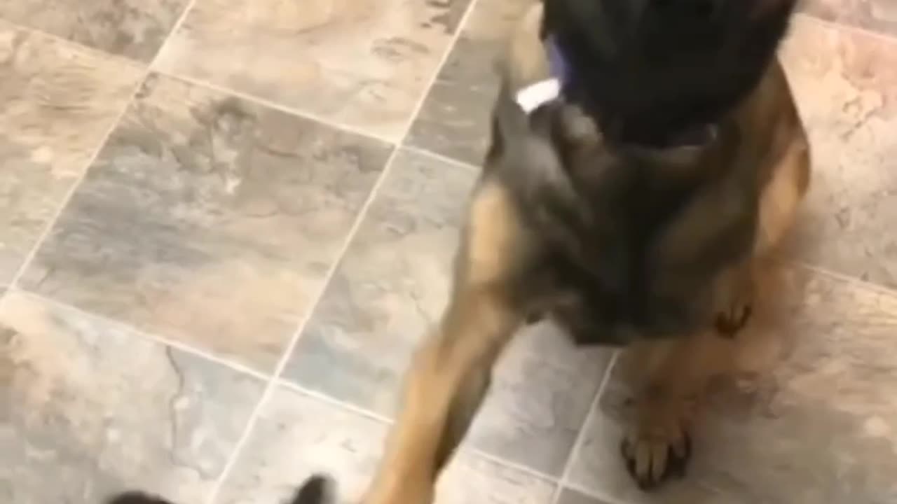 Dogs are man's best friend. Compilation